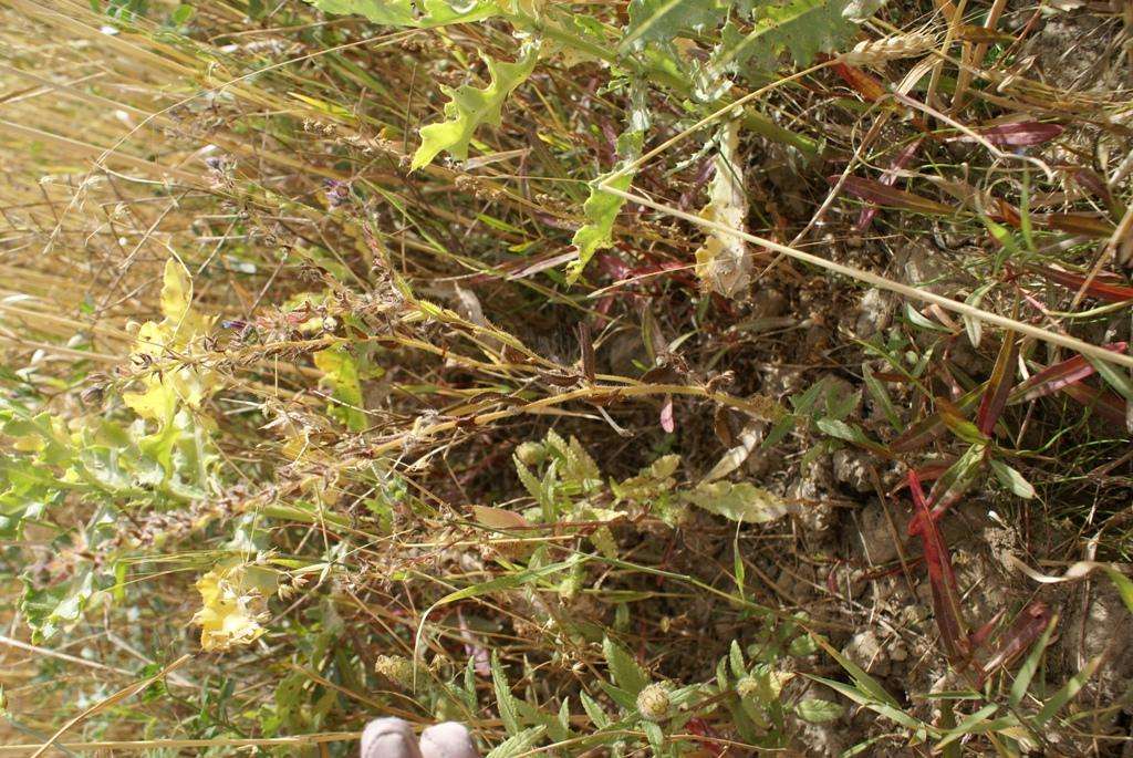  p>毛俭草属是禾本科,高粱族, a target="_blank" href="/item/筒轴茅