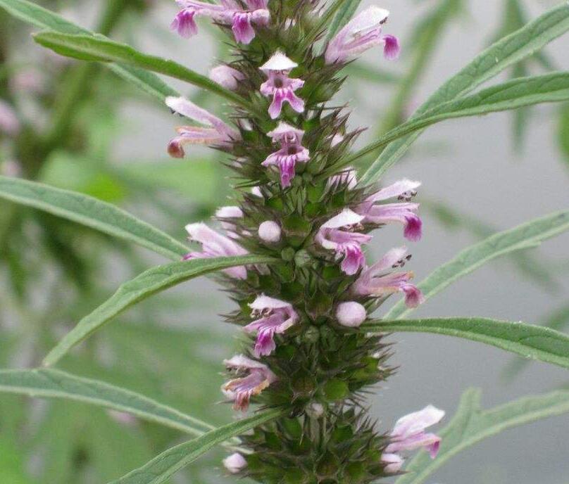 是荨麻科艾麻属植物,乔木,灌木或草,常有刺毛;叶互生,全缘或有齿缺