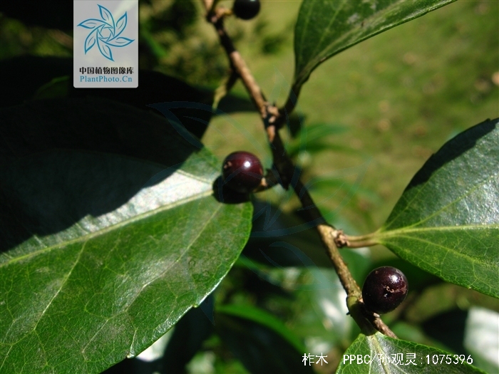  p>柞木(拉丁学名: i>xylosma racemosum(sieb. et zucc.)miq.