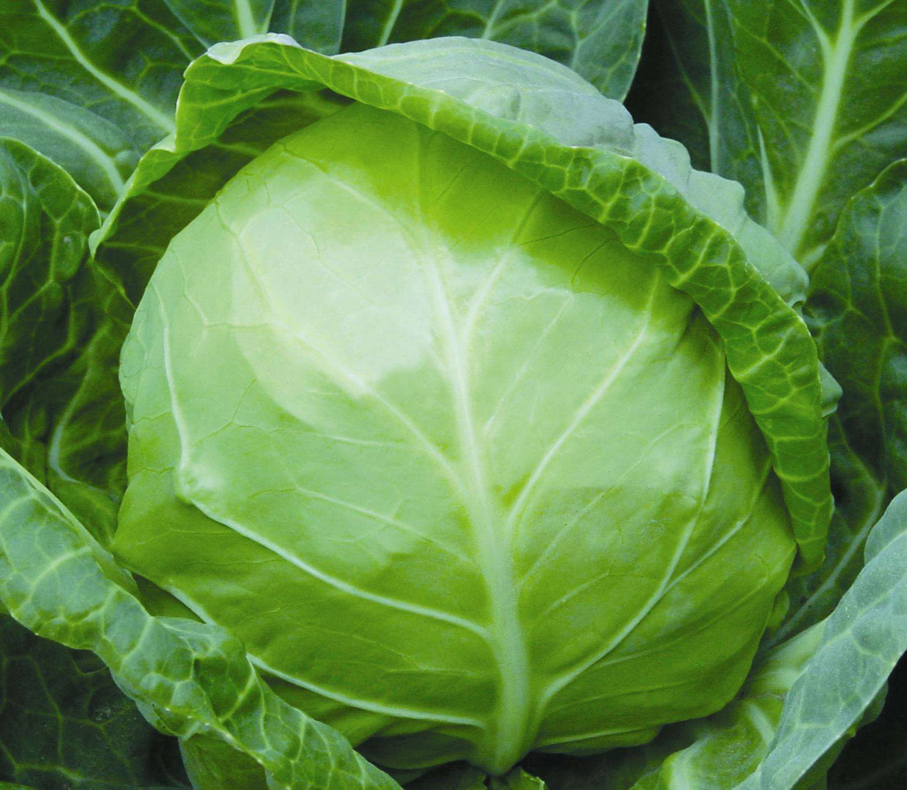  p>甘蓝(学名:brassica oleracea)物种的叶子. /p>