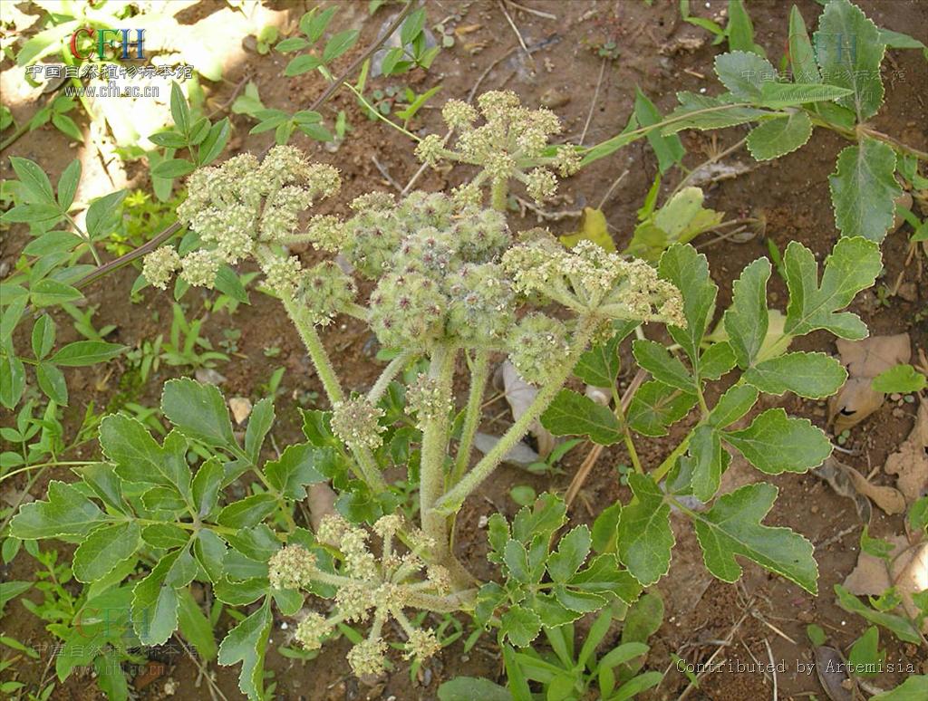  p>珊瑚菜(拉丁学名: i>glehnia littoralis /i> fr. schmidt ex miq.