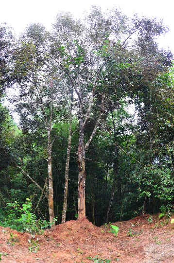  p>红锥( i>castanopsis hystrix /i>  miq.),乔木,高达25米,胸径1.