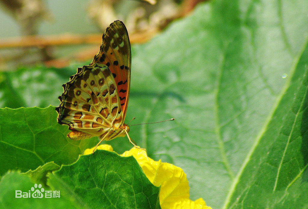 豹纹蛱蝶