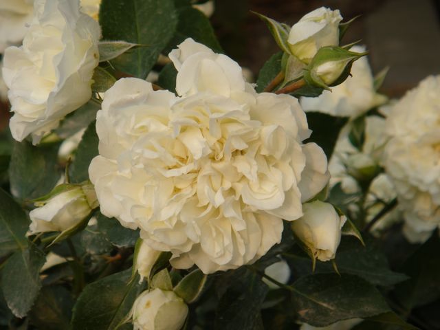  p>多头白是 a target="_blank" href="/item/蔷薇科/1121901" data