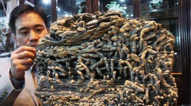  p>船蛆(shipworm),也称"凿船贝",属瓣鳃纲,贫齿亚目,船蛆科.