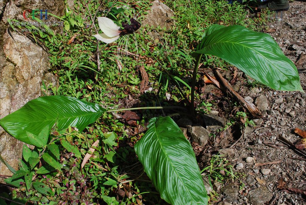  p>蒟蒻薯科(学名:taccaceae)是百合目下一个科,多年生草本.