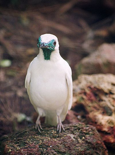  p>裸喉钟伞鸟(学名:procnias nudicollis)是中小型 a target="_blank