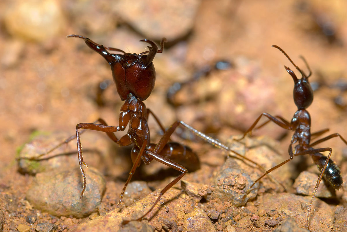 p data-id="gnsss6s1no">行军蚁(英文名:army ant)又称"军团蚁".