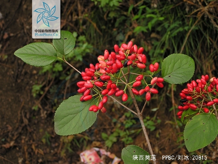  p>陕西荚蒾(学名: i>viburnum schensianum  /i>maxim.