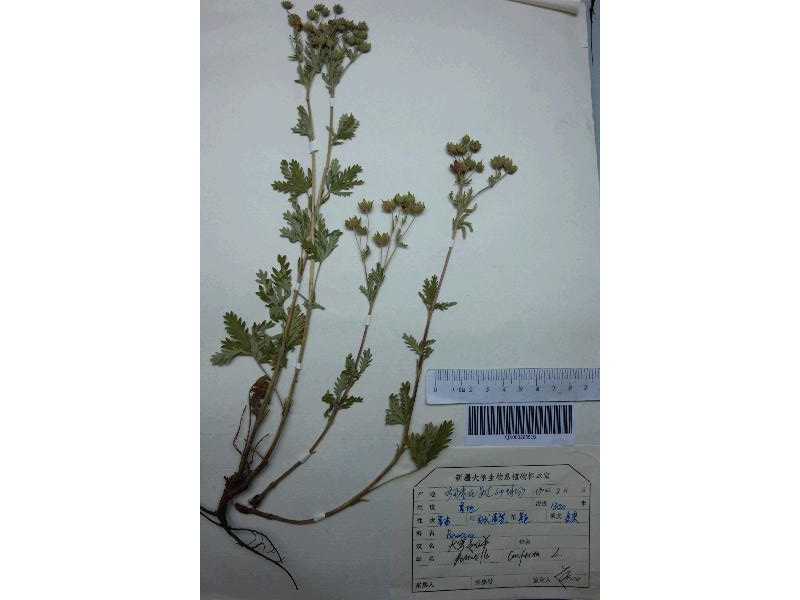 矮生大萼委陵菜