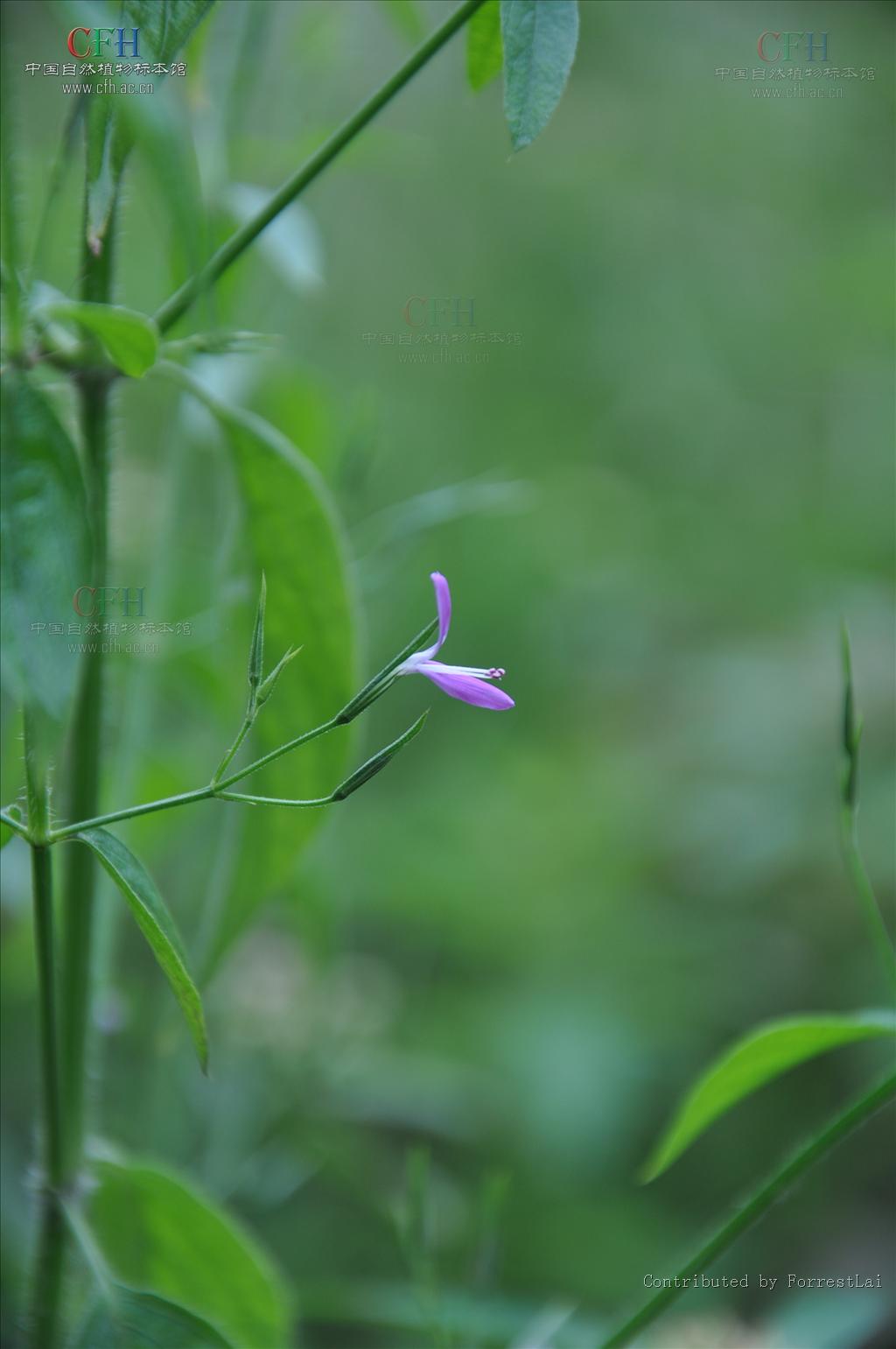 是爵床科观音草属多年生,直立草本植物,高可达1米