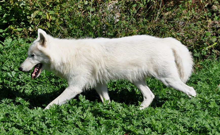 lupus arctos /i>),又称 a href="#" data-lemmaid="161">白狼 /a>