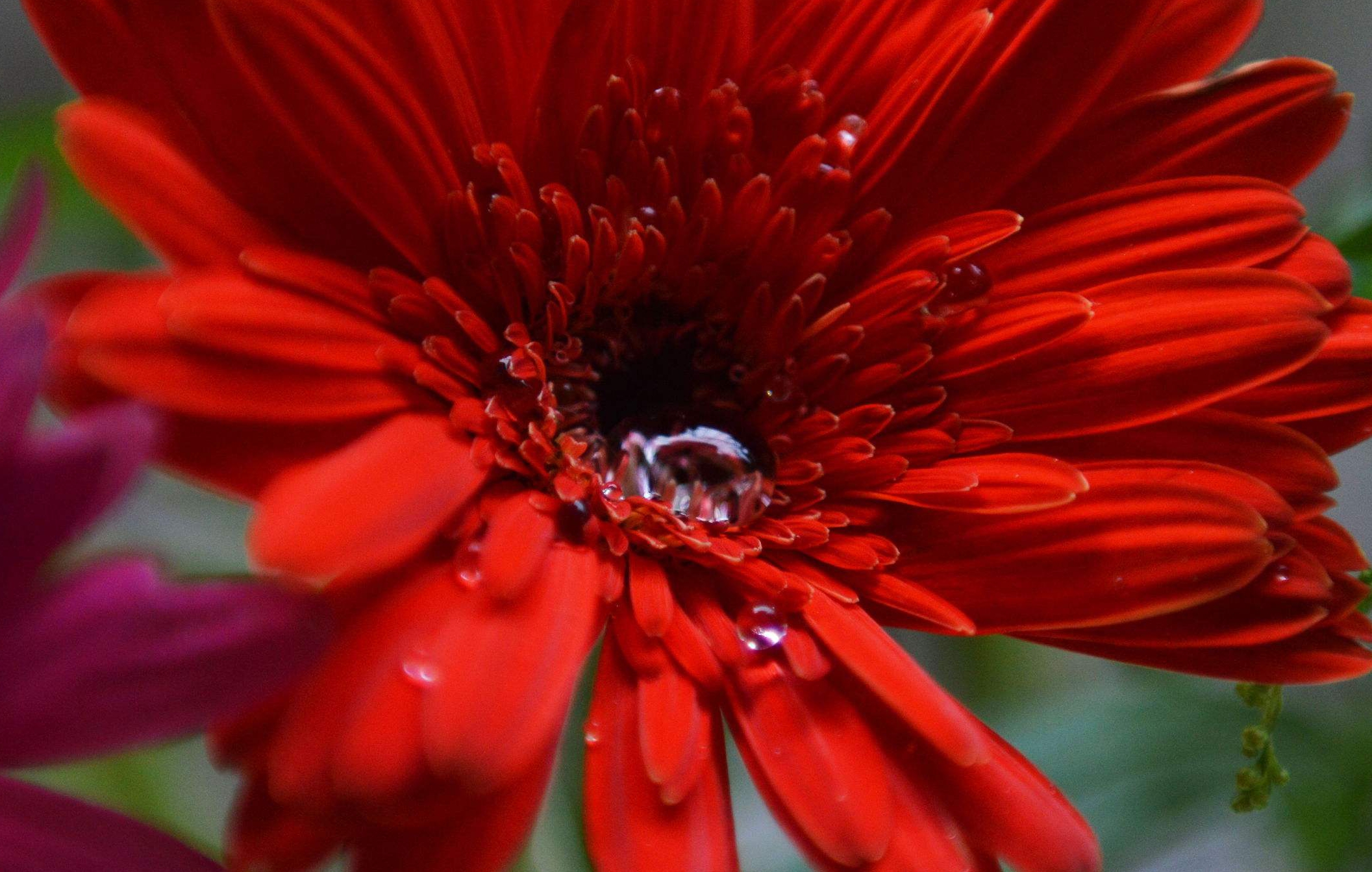  p>非洲菊(学名: i>gerbera jamesonii /i> i>  /i>bolus)是 a href="