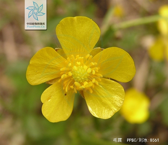 是毛茛科毛茛属植物.