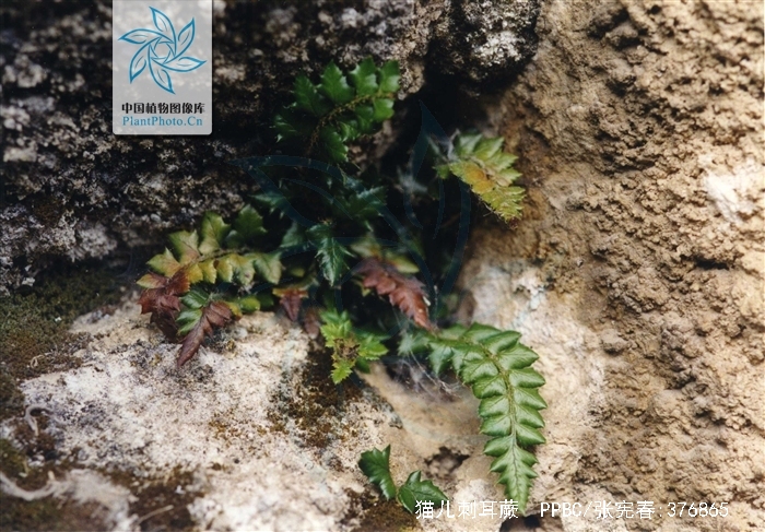  p>猫儿刺耳蕨(学名: i>polystichum stimulans /i>)为鳞毛蕨科耳蕨属