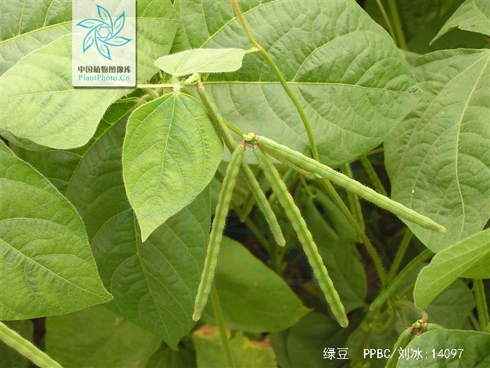  p>绿豆是豆科植物绿豆的种子,别名 a target="_blank" href="/item