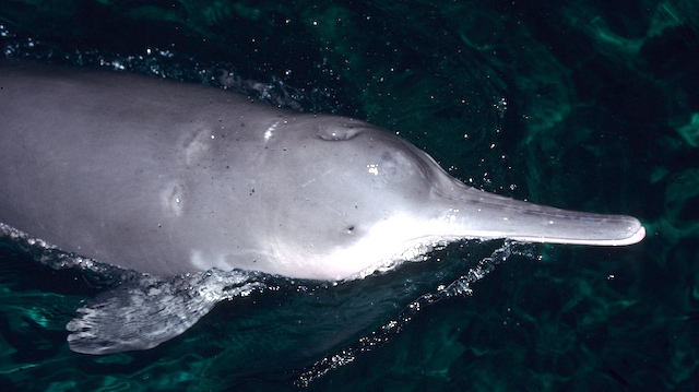  p>白鱀豚科(学名:lipotidae):是哺乳纲,鲸偶蹄目的一科 a target="