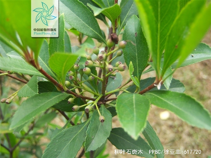  p>柳叶石斑木(学名:rhaphiolepis salicifolia lindl.