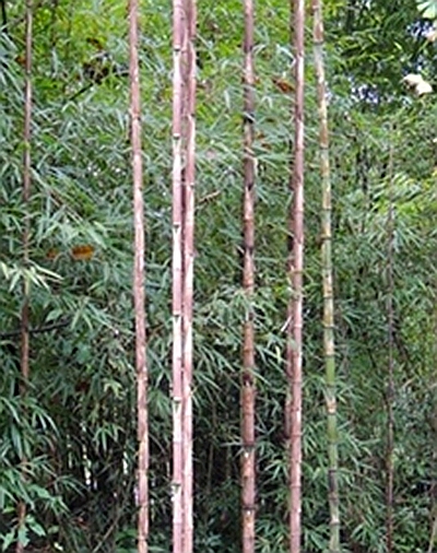  p>都江堰方竹(学名: i>chimonobambusa neopurpurea
