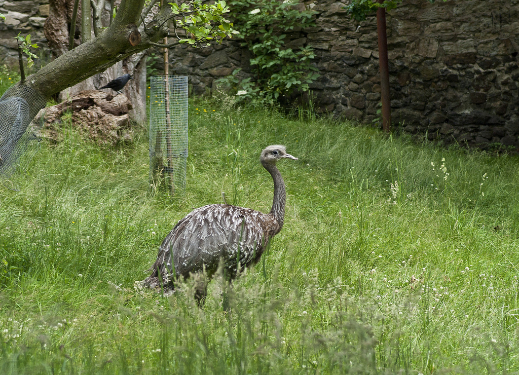  p>美洲小鸵(rhea pennata),又名达尔文三趾鸵鸟,是现存美洲鸵鸟属最