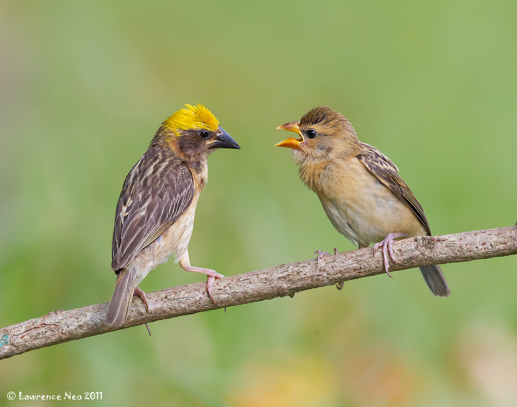 pinus /i>)为 a target="_blank" href="/item/文鸟科">文鸟科 /a> a