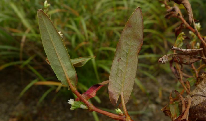 柳叶刺蓼