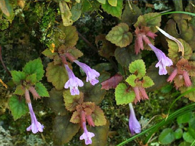 meehania fargesii var. pedunculata
