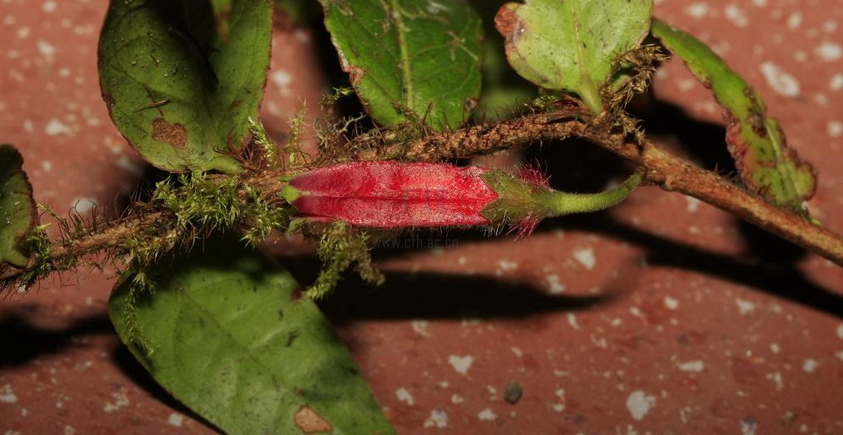  p>树萝卜,中药名.