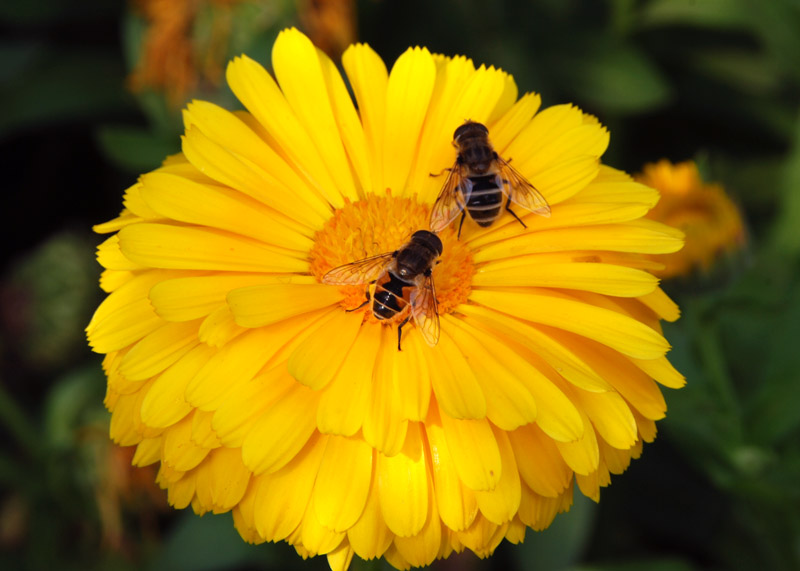  p>蜜蜂花(学名: i>melissa axillaris  /i>(benth.) bakh.f.