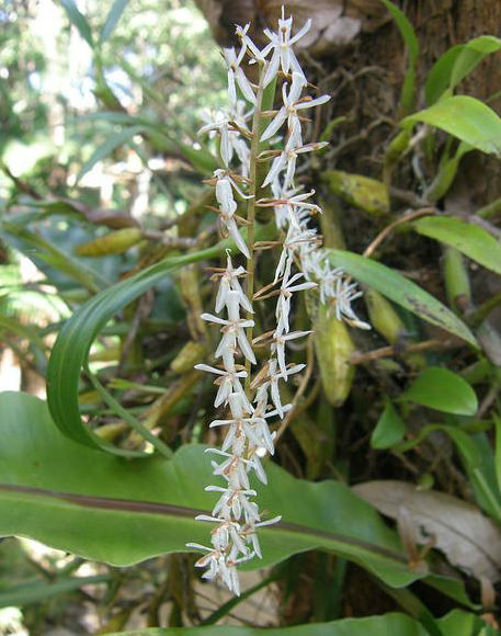  p>宽叶耳唇兰(学名: i>otochilus lancilabius /i>  seidenf.