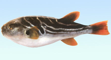  p>双斑东方鲀(takifugu bimaculatus),属鲀形目,鲀科,东方鲀属,为