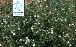 石竹科,大爪草属一年生 a href="#">草本 /a>植物.