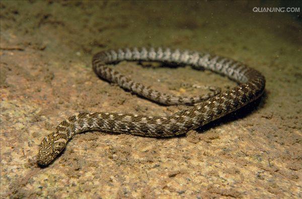 p>水游蛇( i>natrix natrix /i> linnaeus)是游蛇科,水游蛇属的无毒蛇