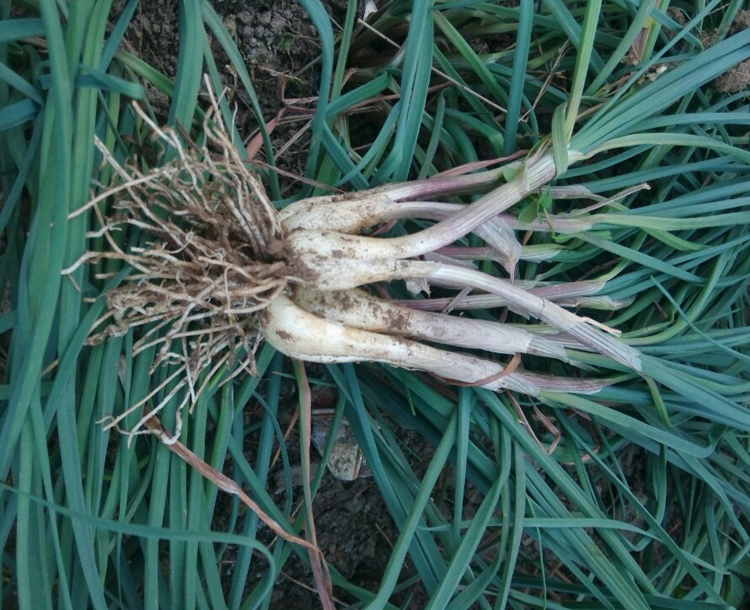 allium chinense g.don