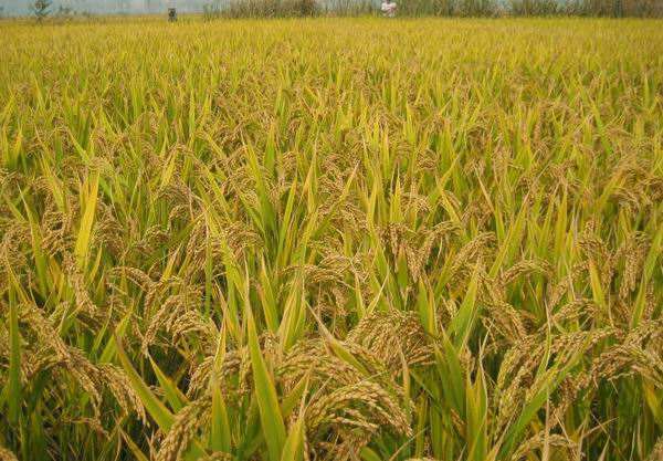 望远镇,隶属于<a target="