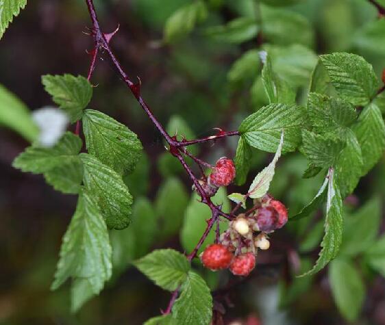  p>红泡刺藤(学名: i>rubus niveus /i> thunb.