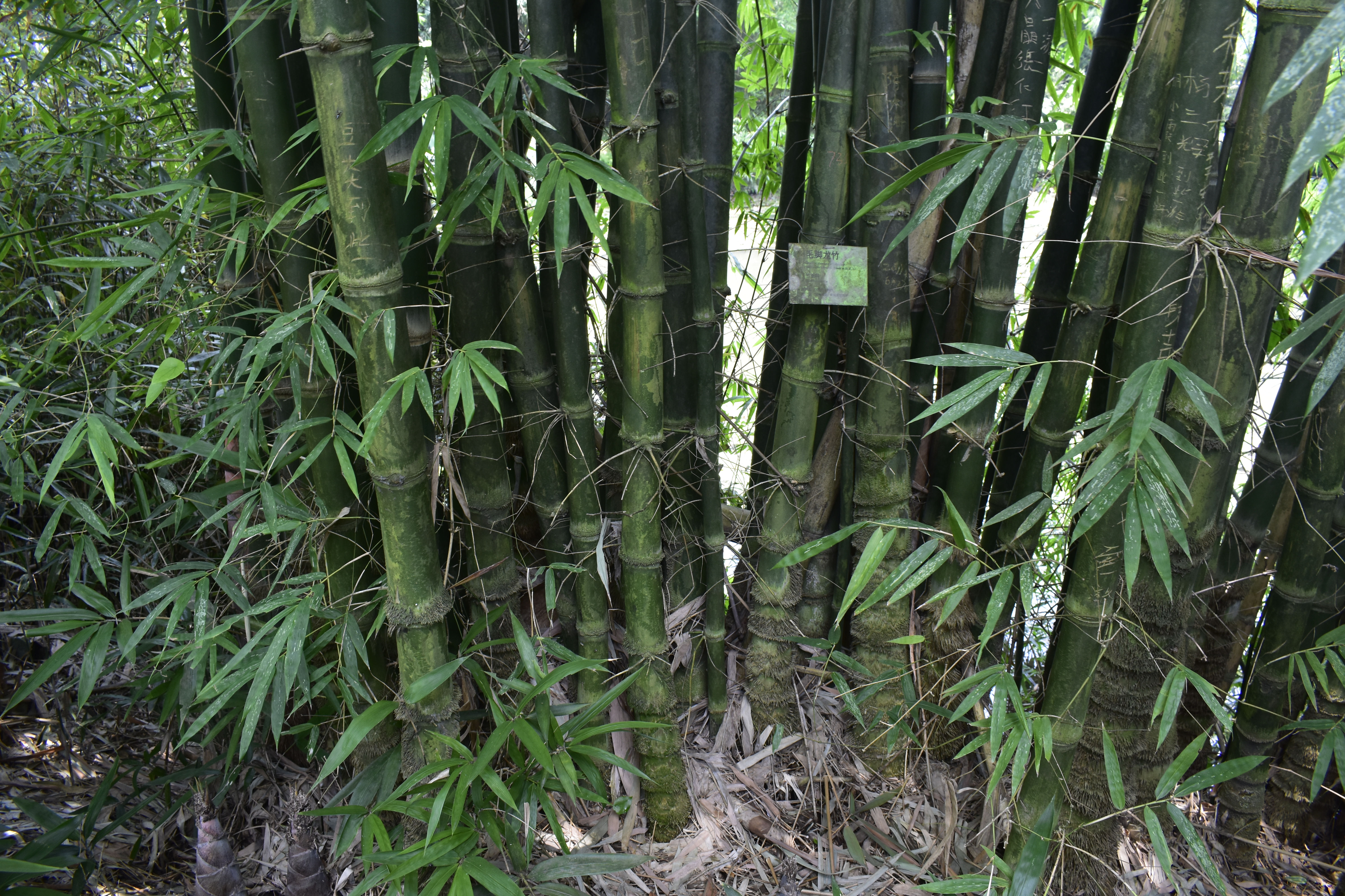  p>毛脚龙竹是 a target="_blank" href="/item/单子叶植物纲/6262671