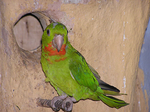 红喉锥尾鹦鹉