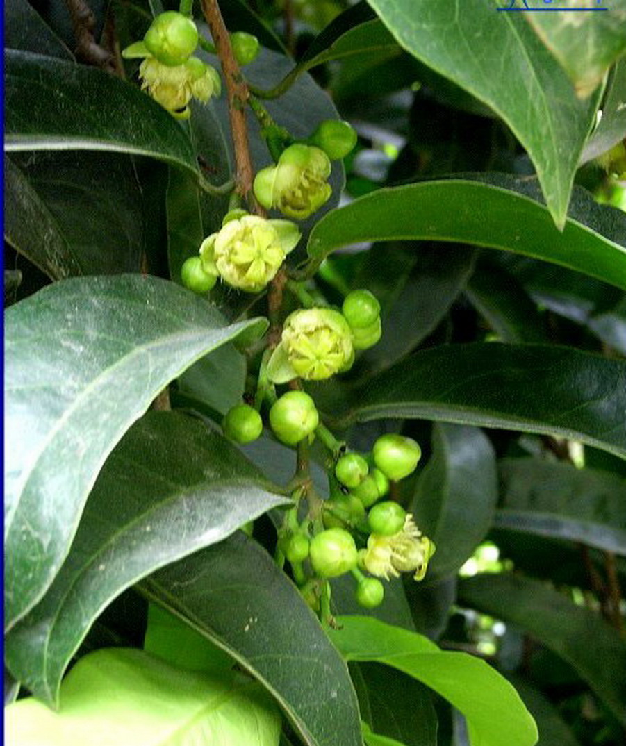 为 a target="_blank" href="/item/大风子科/1626123" data-lemmaid=