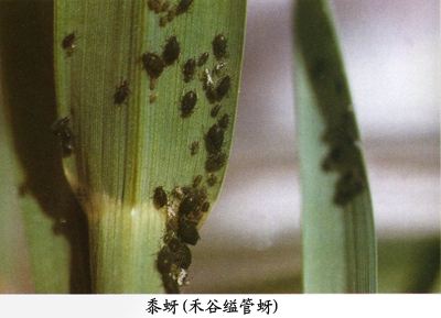  p>禾谷缢管蚜, i>rhopalosiphum padi /i>,为半翅目蚜科缢管蚜属的一