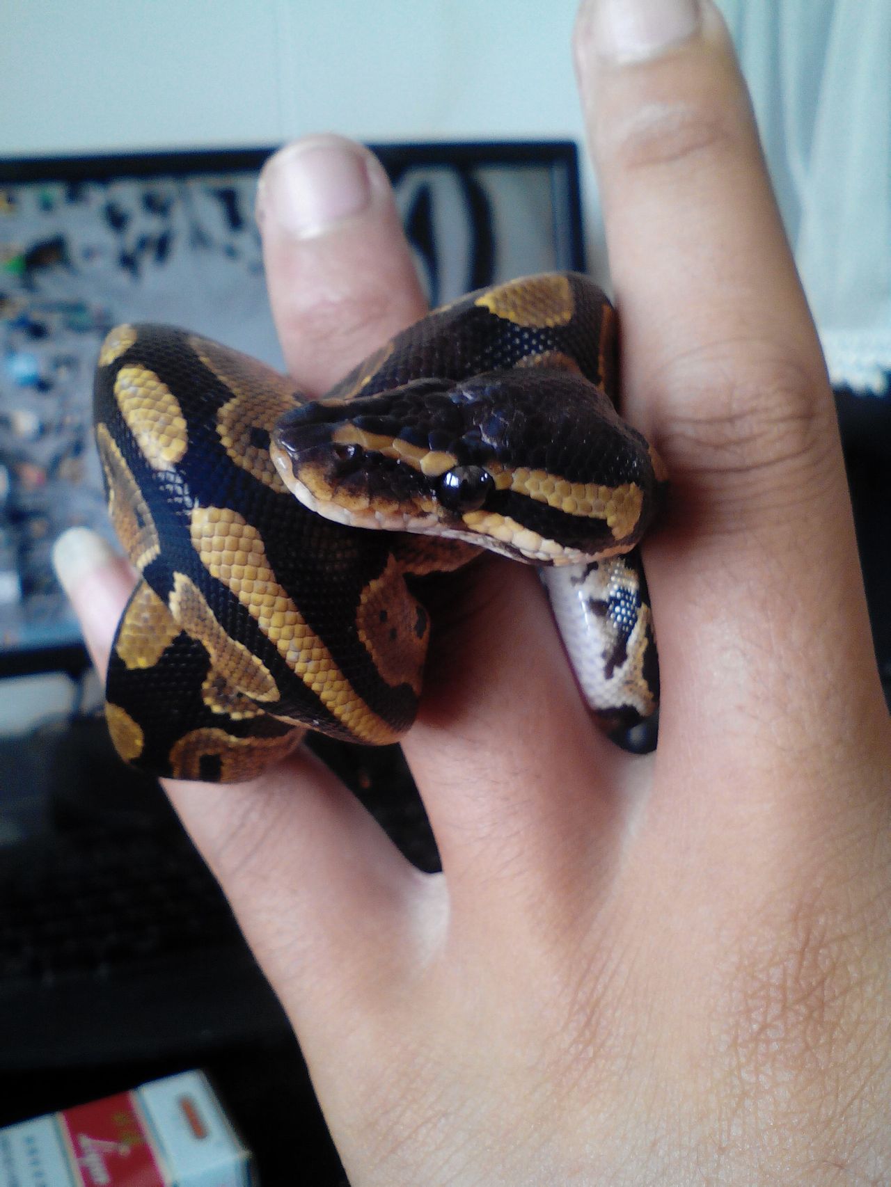  p>球蟒(英文:ball pythons)生活在 a href="#" data-lemmaid="802442