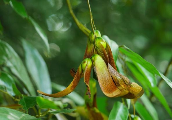  p>狭叶坡垒(学名: i>hopea chinensis /i> hand.-mazz.