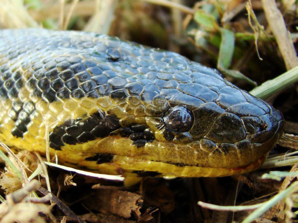 ">原蛇亚目 /a> a target="_blank" href="/item/蚺科/10884473" data