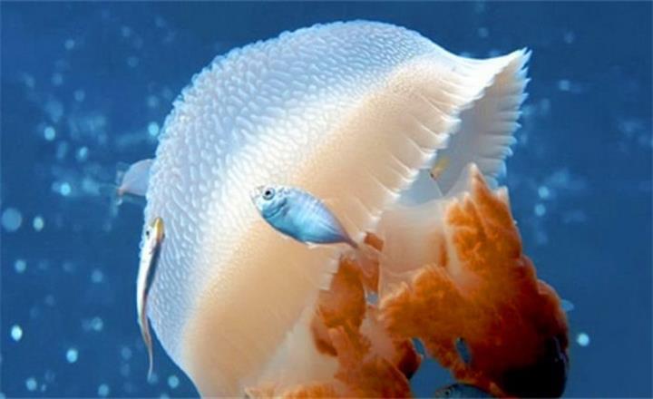  p>狮鬃水母是世界上体型最大的 a href="#" data-lemmaid="1961">