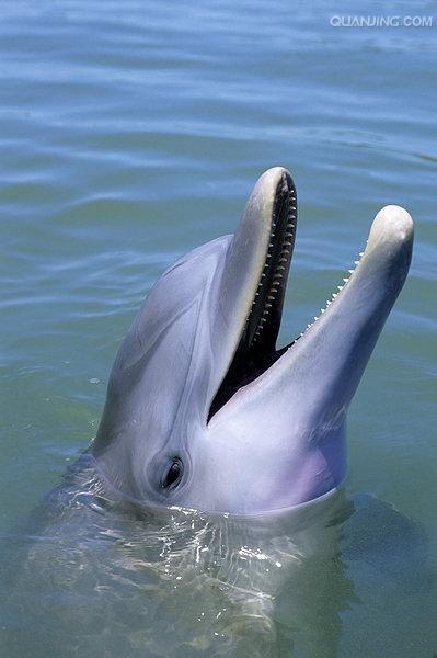 宽吻海豚