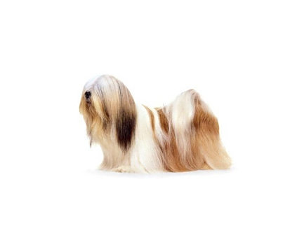 拉萨犬