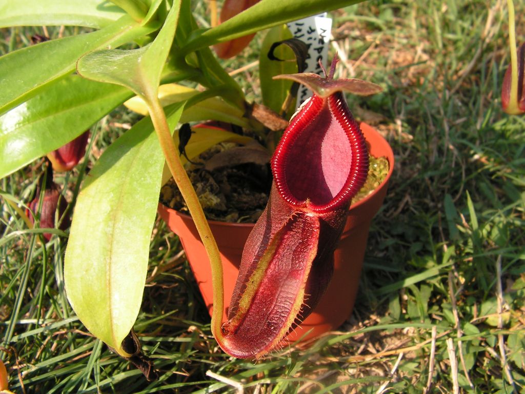 苏门答腊猪笼草
