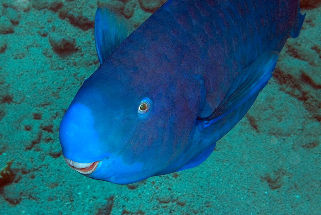  p>蓝颊鹦嘴鱼为 a target="_blank" href="/item/鹦嘴鱼科/5057471"