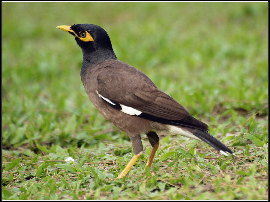  p>家八哥(学名: i>acridotheres tristis /i>):中型鸟类,体长24-26