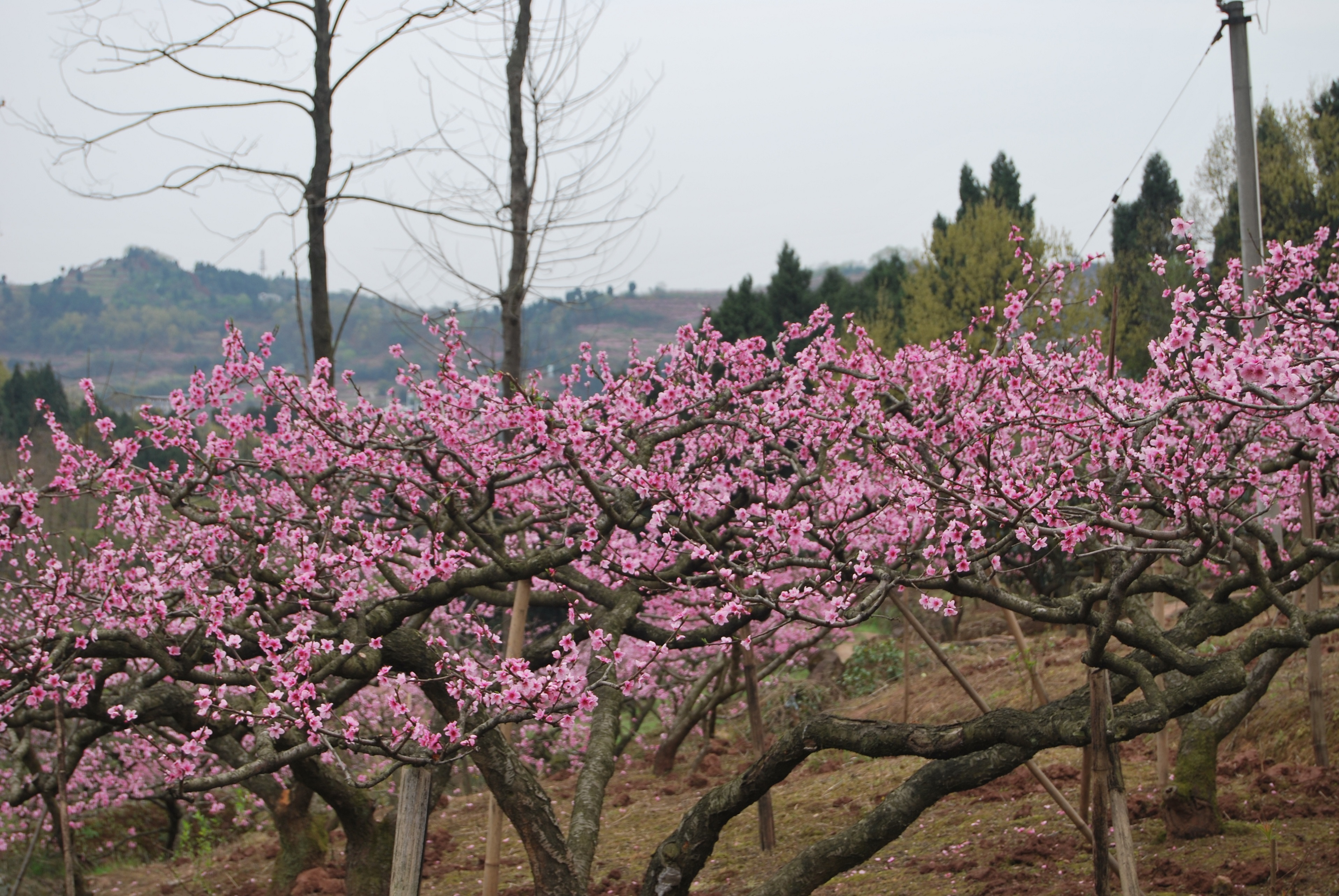 桃花故里什么时候去好,桃花故里景区几月去好玩